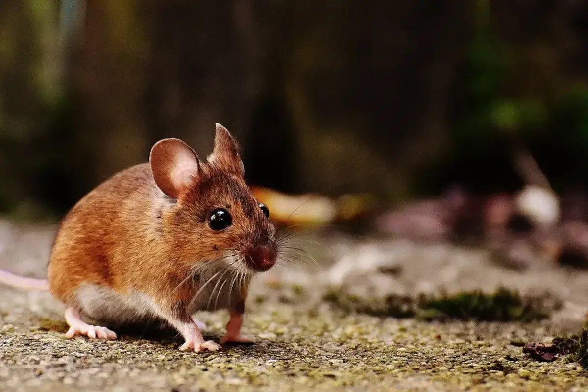 Dead Mouse Removal method applied in Cumberland, Smyrna GA