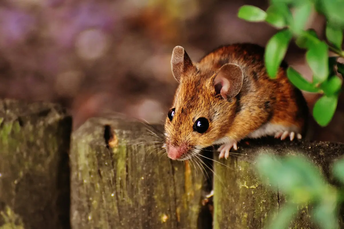 Emergency Mouse Removal method applied in Belmont Hills, Smyrna GA