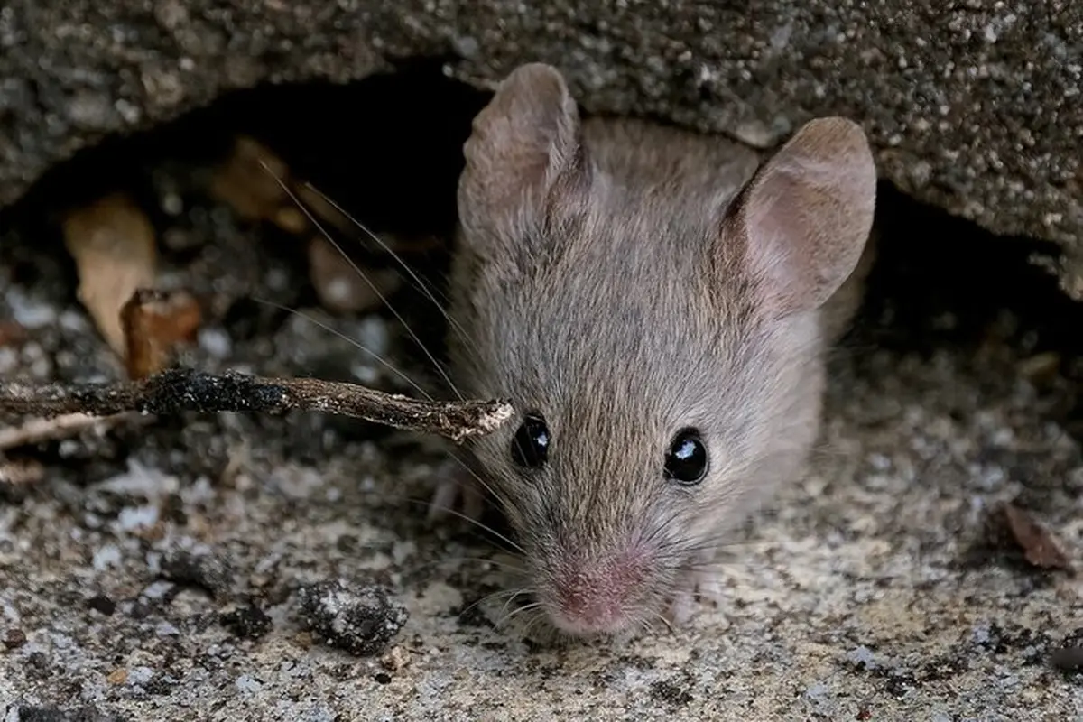 Mice in Walls Removal in Oakdale, Smyrna GA — image 1