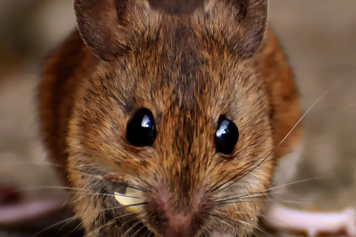 Mice vs. Rats in Georgia: How to Tell What Is in Your House — illustration