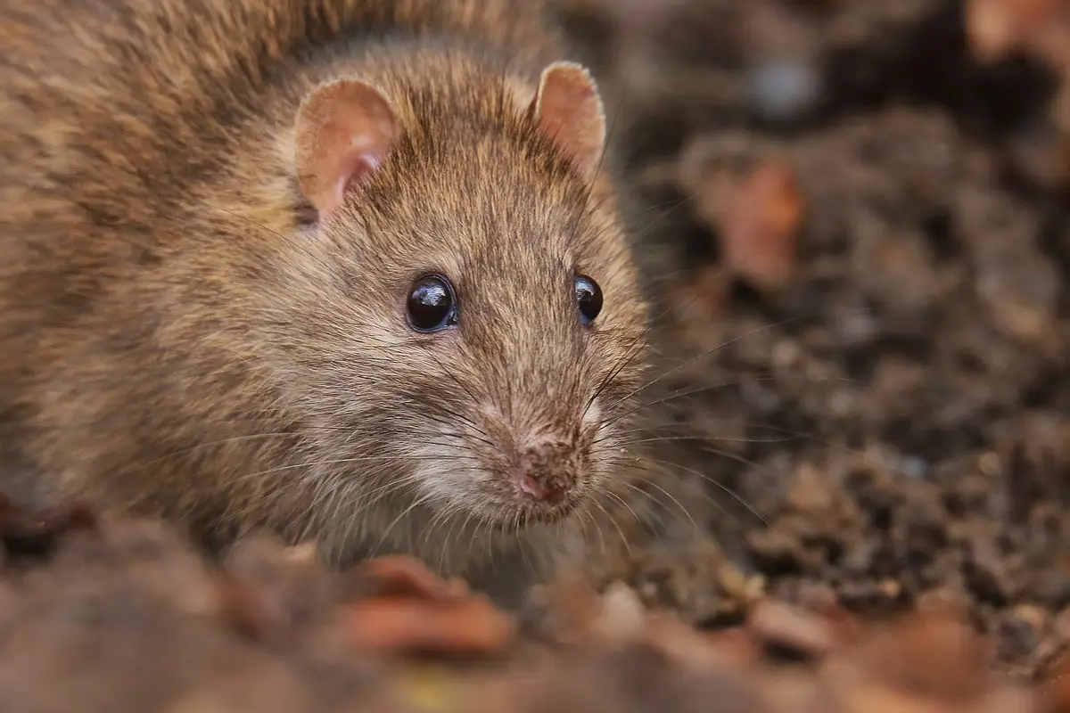 Mice vs. Rats in Georgia: How to Tell What Is in Your House — supporting image