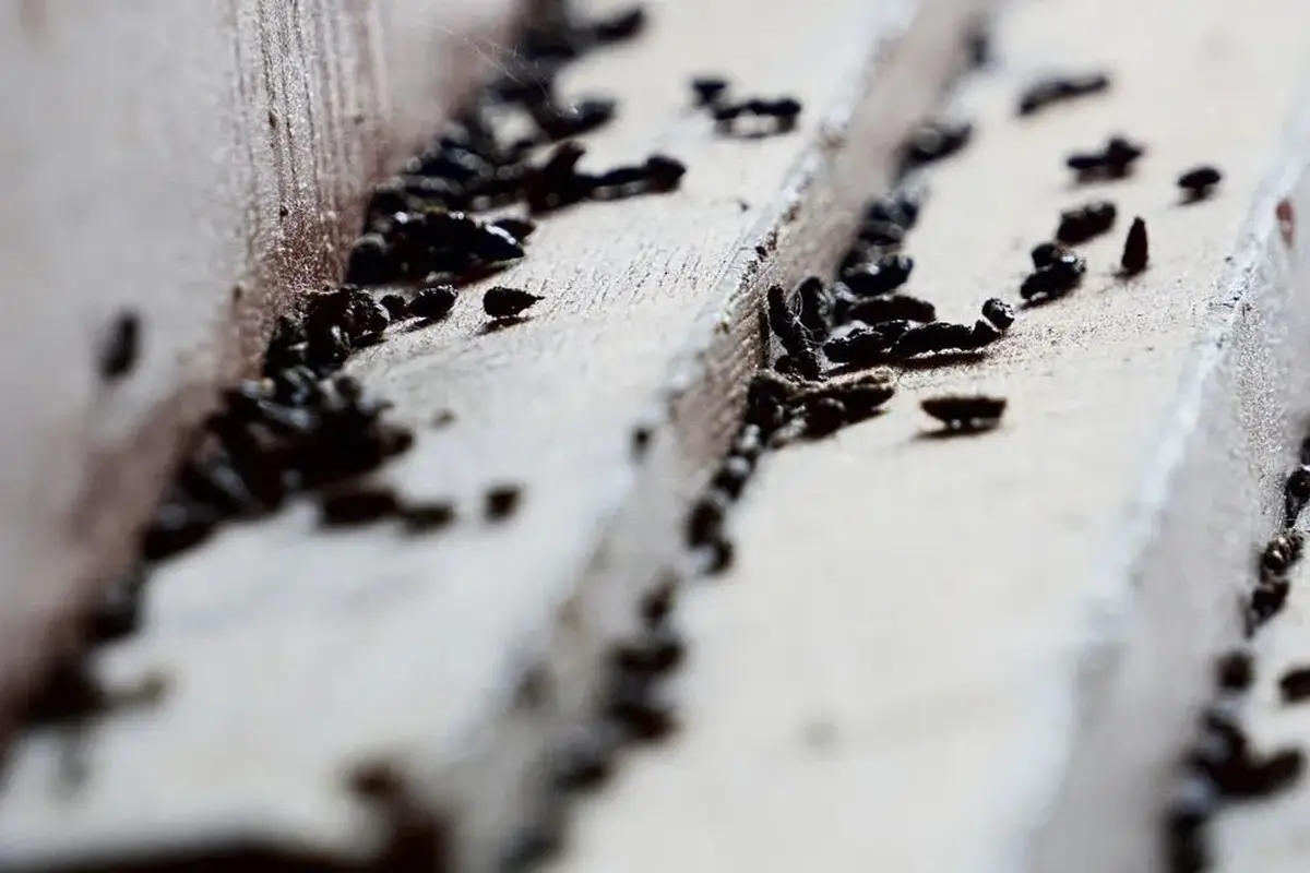 Mouse Droppings: What They Look Like and How to Clean Them Safely — supporting image