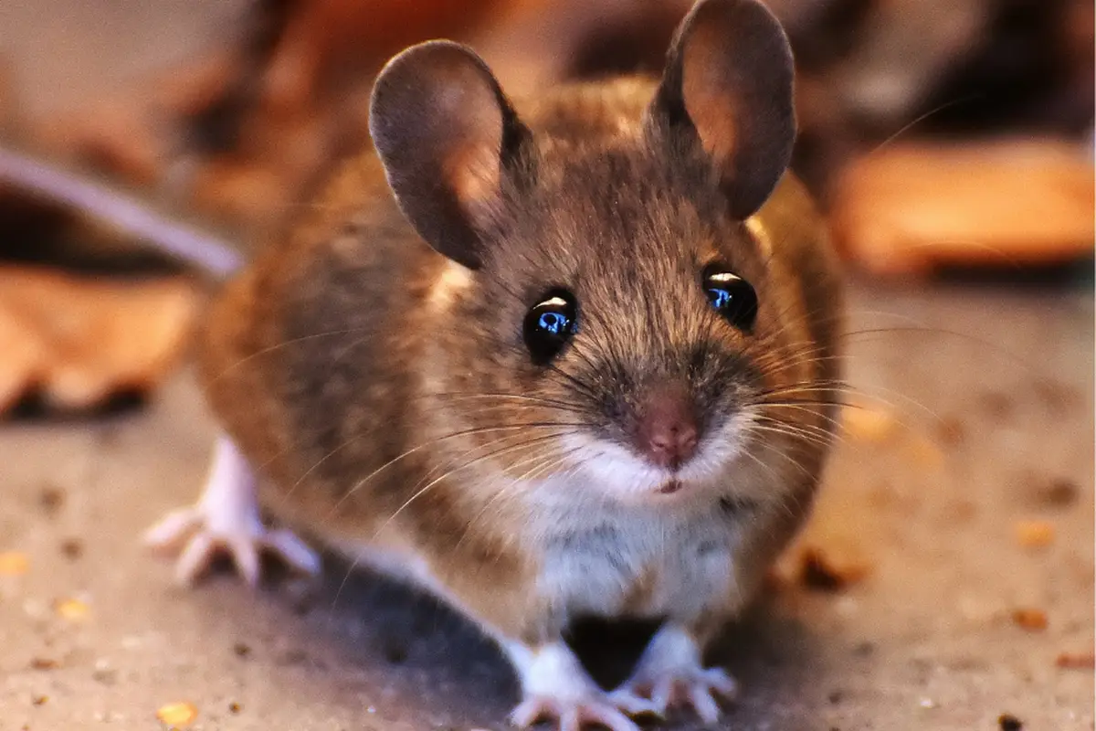 Scratching Noises at Night: Mice, Rats, Squirrels or Something Else? — supporting image